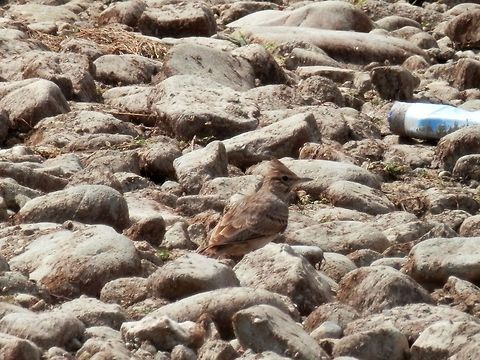 Crested Lark  Bulgaria,Crested Lark,Galerida cristata,Geotagged
