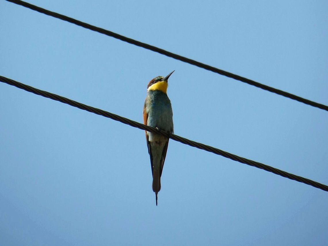 European Bee-eater on watch  Bulgaria,European Bee-eater,Geotagged,Merops apiaster