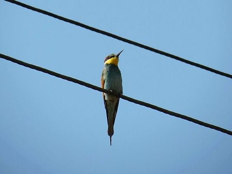 European Bee-eater on watch  Bulgaria,European Bee-eater,Geotagged,Merops apiaster