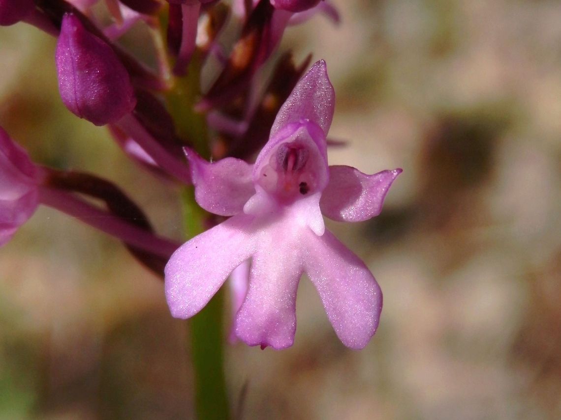 Pyramidal Orchid close-up  Anacamptis pyramidalis,Bulgaria,Geotagged,Likana Protected Site,Pyramidal Orchid