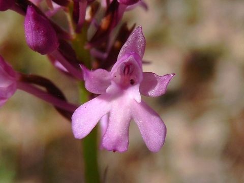 Pyramidal Orchid close-up  Anacamptis pyramidalis,Bulgaria,Geotagged,Likana Protected Site,Pyramidal Orchid