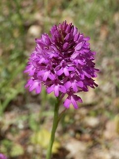 Pyramidal Orchid This is the most common orchid that we found at the Likana protected site. Unfortunately, many of the species we expected to see had been blooming earlier this year and we missed them. Anacamptis pyramidalis,Bulgaria,Geotagged,Likana Protected Site,Pyramidal Orchid