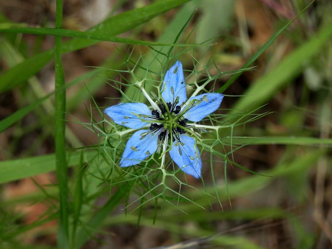 Love-in-a-mist  Bulgaria,Geotagged,Likana Protected Site,Love-in-a-mist,Nigella damascena