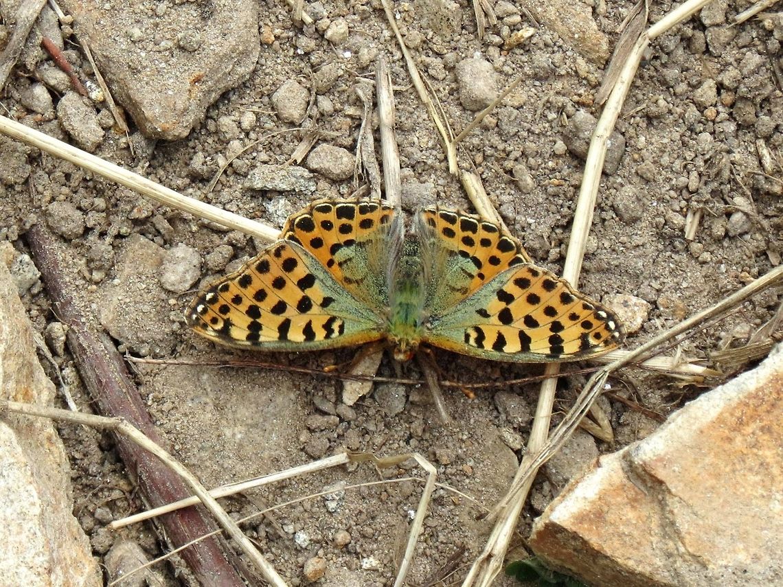 Queen of Spain Fritillary  Issoria lathonia,Queen of Spain Fritillary