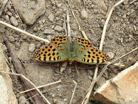 Queen of Spain Fritillary  Issoria lathonia,Queen of Spain Fritillary