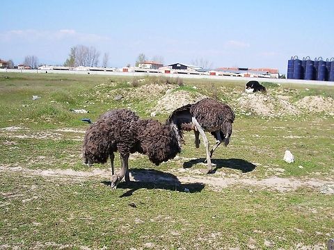 Ostriches grazing  Bulgaria,Geotagged,Ostrich,Struthio camelus