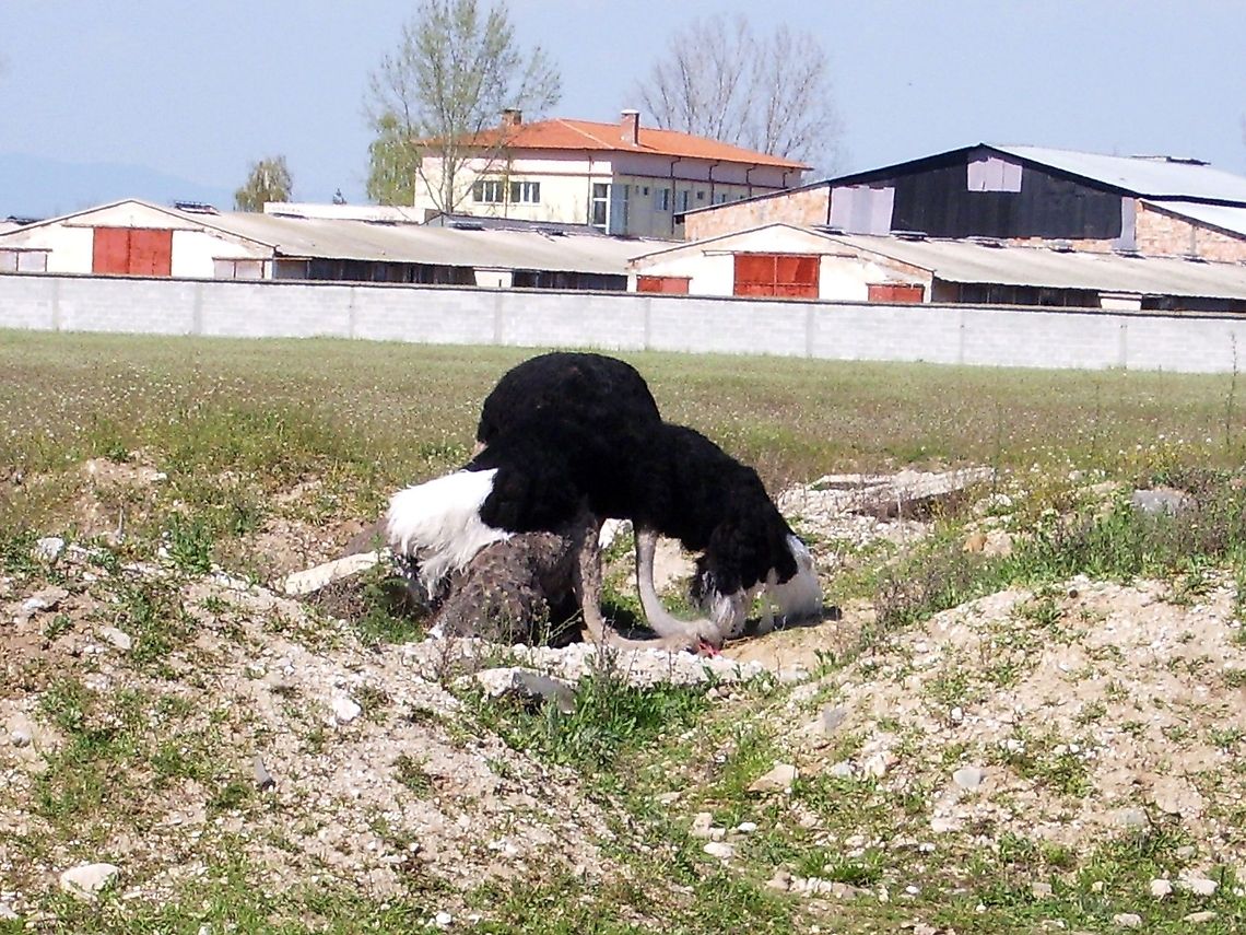 Ostrich couple  Bulgaria,Ostrich,Struthio camelus