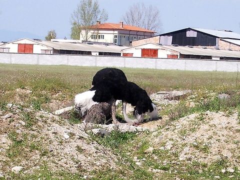 Ostrich couple  Bulgaria,Ostrich,Struthio camelus