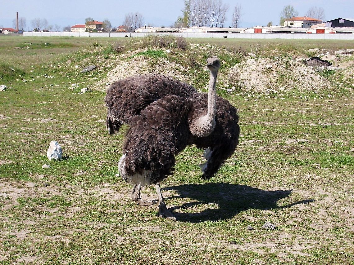 Ostrich female  Bulgaria,Ostrich,Struthio camelus
