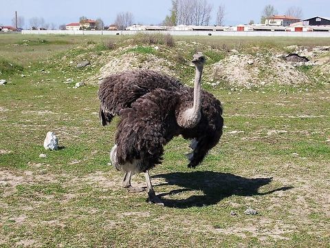 Ostrich female  Bulgaria,Ostrich,Struthio camelus