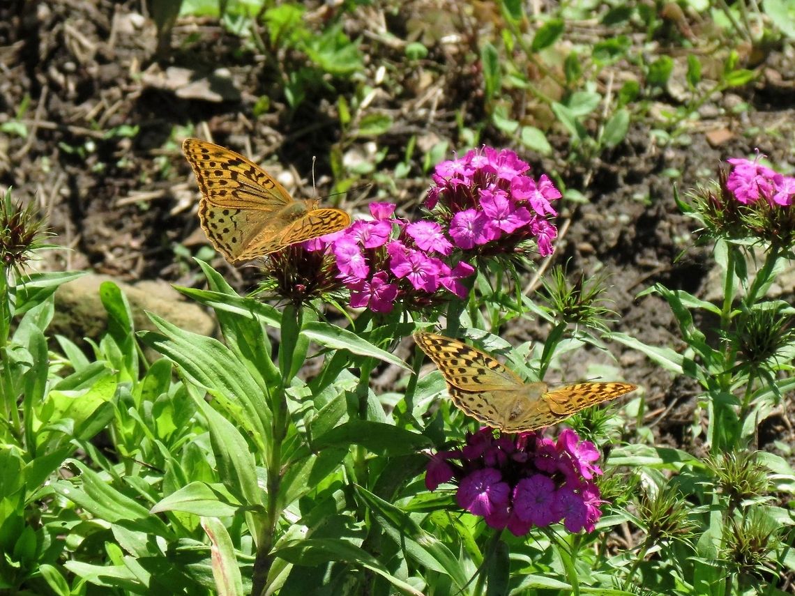 Cardinal A couple of Cardinal butterflies on Sweet william (Dianthus barbatus). Argynnis pandora,Cardinal