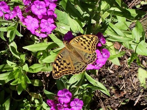 Cardinal A Cardinal butterfly on Sweet william (Dianthus barbatus). Argynnis pandora,Cardinal