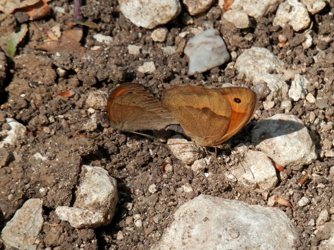 Meadow Brown couple  Bulgaria,Maniola jurtina,Meadow Brown