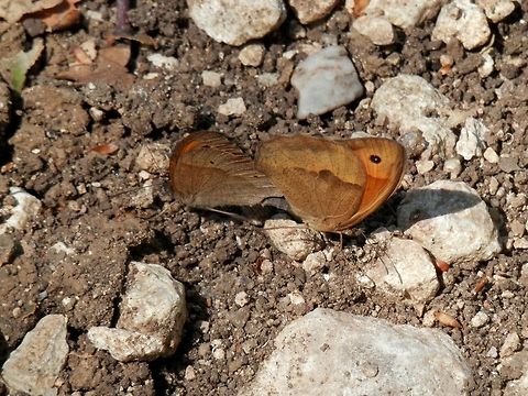 Meadow Brown couple  Bulgaria,Maniola jurtina,Meadow Brown