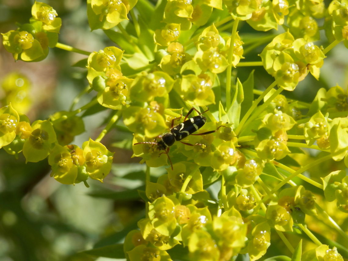 Wasp beetle  Bulgaria,Clytus,Clytus rhamni,Wasp Beetle