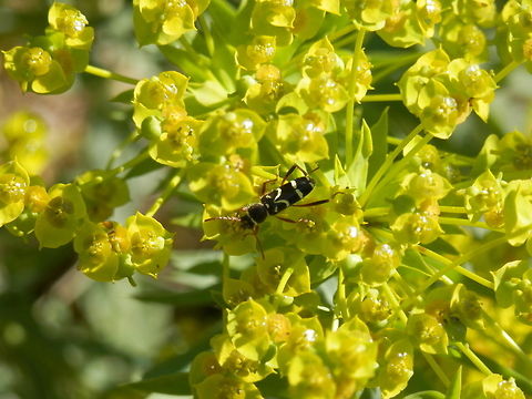 Wasp beetle  Bulgaria,Clytus,Clytus rhamni,Wasp Beetle