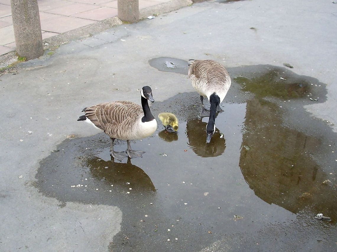 Canada Goose family You can see the reflection of the Clifford's Tower in the water. Branta canadensis,Canada Goose,Geotagged,United Kingdom