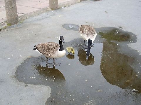 Canada Goose family You can see the reflection of the Clifford's Tower in the water. Branta canadensis,Canada Goose,Geotagged,United Kingdom