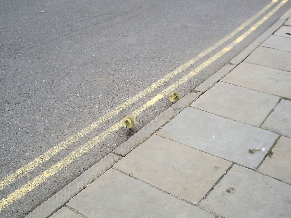 Canada Goose goslings  Branta canadensis,Canada Goose,United Kingdom