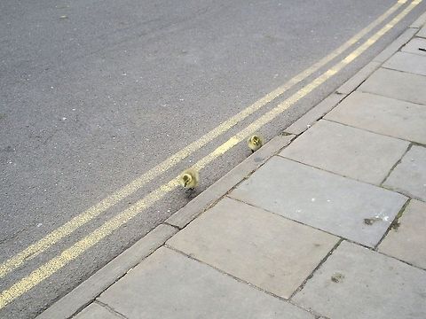 Canada Goose goslings  Branta canadensis,Canada Goose,United Kingdom