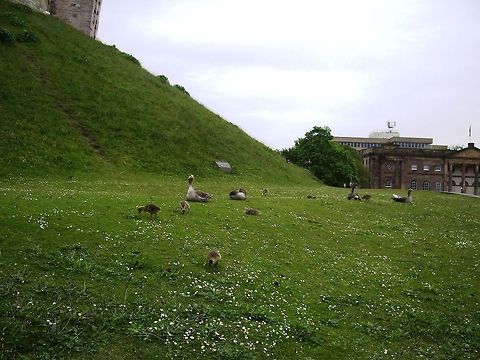 Greylag Geese  Anser anser,Geotagged,Greylag Goose,United Kingdom