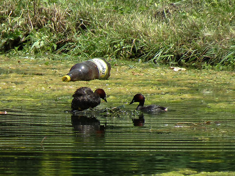 Little Grebe's nest  Geotagged,Little Grebe,Macedonia (FYROM),Tachybaptus ruficollis