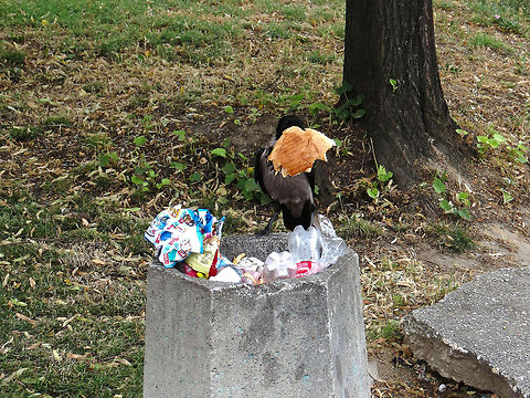 Second hand burger  Corvus cornix,Hooded Crow,Macedonia (FYROM)