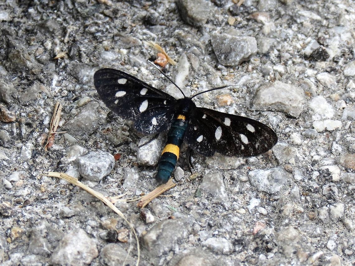 Nine-spotted moth  Amata phegea,Geotagged,Macedonia (FYROM),Nine-spotted moth