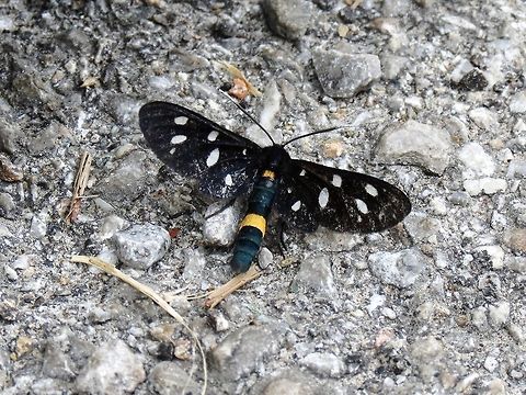 Nine-spotted moth  Amata phegea,Geotagged,Macedonia (FYROM),Nine-spotted moth