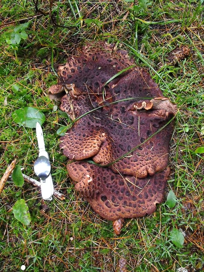 A big scaly hedgehog mushroom To give you an idea about the size of the fungi, the knife is 15 cm long. Bulgaria,Sarcodon imbricatus