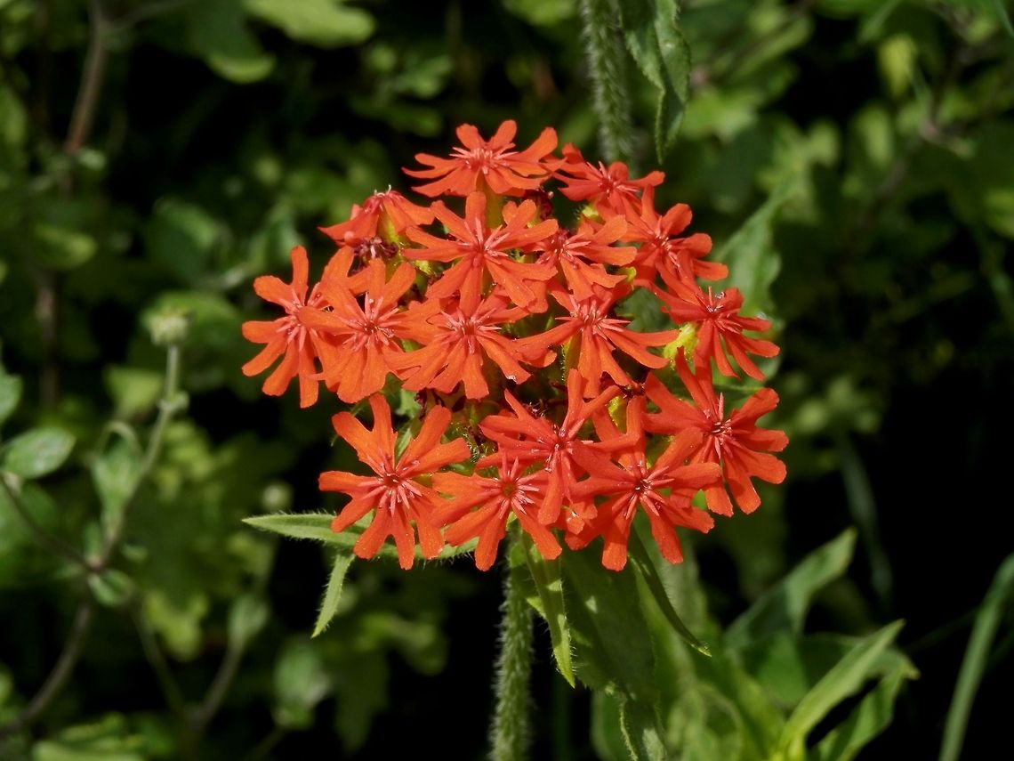 Scarlet Lychnis  Lychnis chalcedonica
