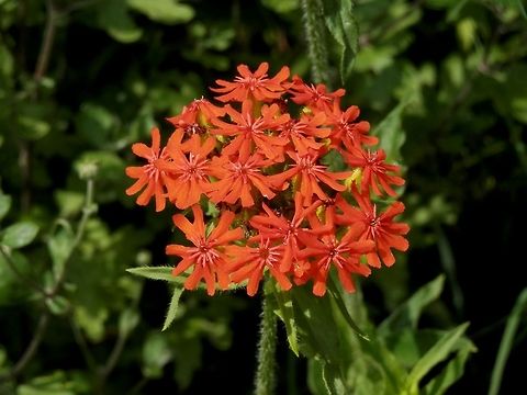 Lychnis chalcedonica