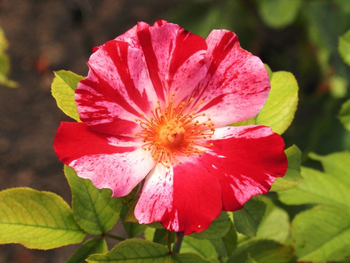 Rosa Mundi  Bulgaria,Rosa gallica