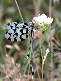 Spoon Winged Lacewing side view  Nemoptera sinuata,Spoon-winged lacewing