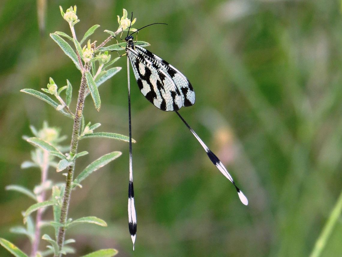 Spoon Winged Lacewing  Bulgaria,Geotagged,Nemoptera sinuata,Spoon-winged lacewing