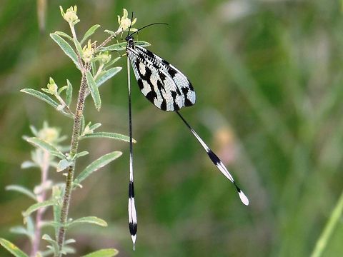 Spoon Winged Lacewing  Bulgaria,Geotagged,Nemoptera sinuata,Spoon-winged lacewing