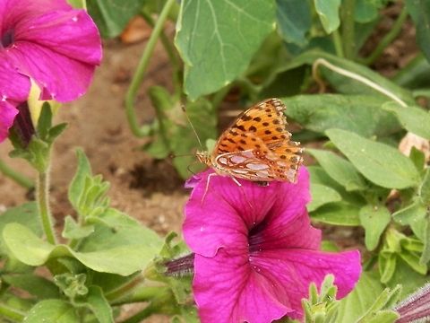 Queen of Spain Fritillary  Issoria lathonia,Queen of Spain Fritillary