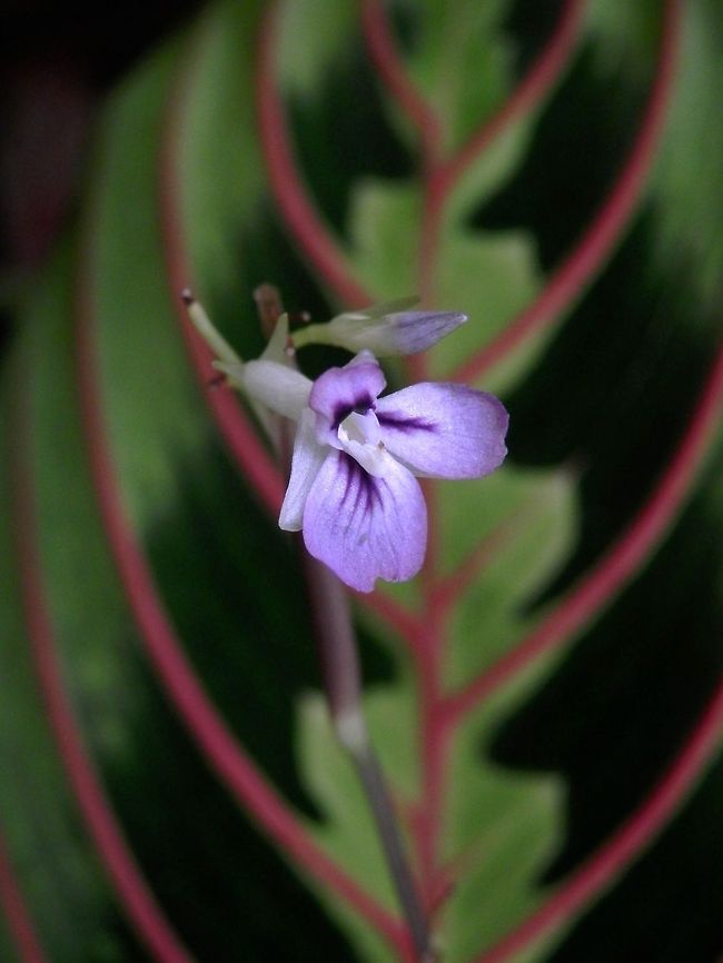 Red-Veined Prayer Plant Red-Veined Prayer Plant or herringbone plant (Maranta leuconeura var. erythroneura) Maranta leuconeura