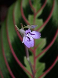 Red-Veined Prayer Plant Red-Veined Prayer Plant or herringbone plant (Maranta leuconeura var. erythroneura) Maranta leuconeura