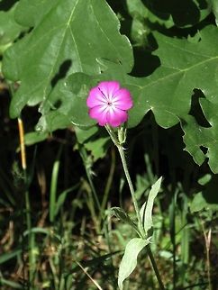 Rose Campion  Bulgaria,Silene coronaria