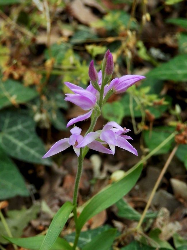 Red Helleborine One of the few orchids we were able to find at the Likana protected site. Bulgaria,Cephalanthera rubra,Geotagged,Likana Protected Site,Red Helleborine