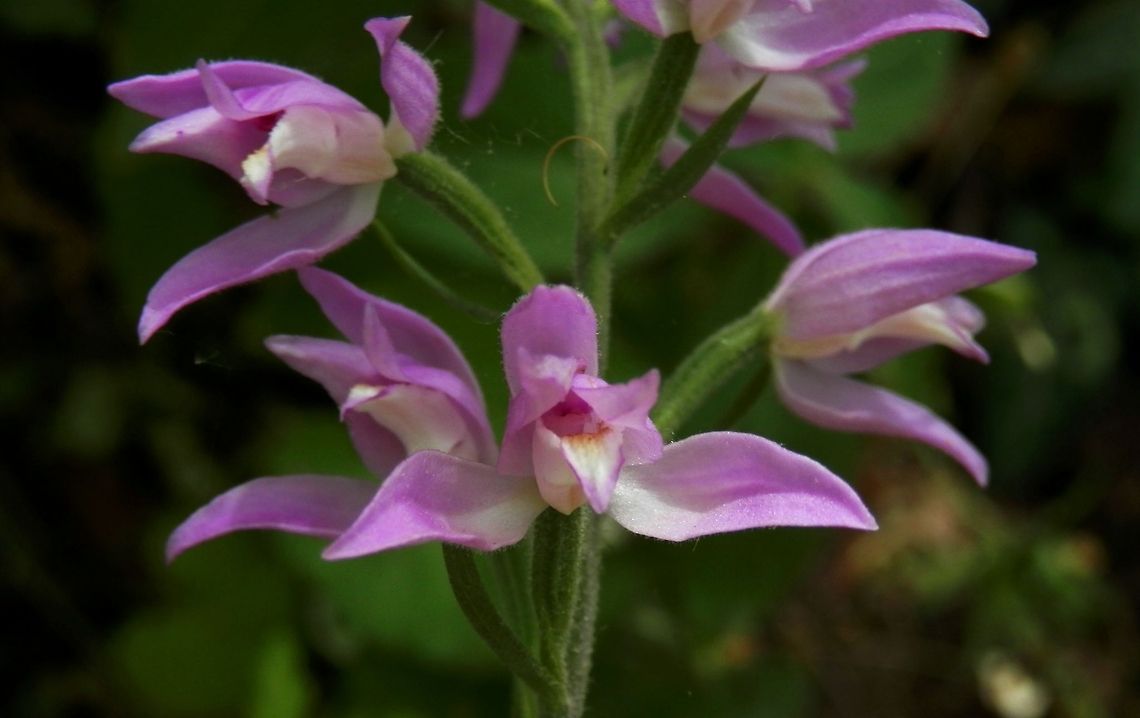 Red Helleborine close-up  Bulgaria,Cephalanthera rubra,Red Helleborine