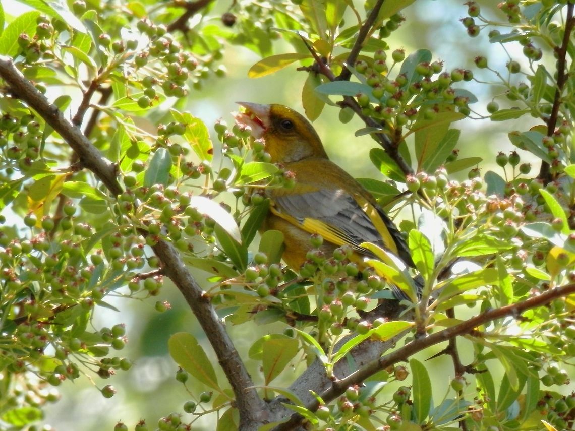 Greenfinch  Carduelis chloris,European Greenfinch