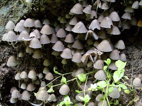 Fairy Inkcap mushrooms  Bulgaria,Coprinellus disseminatus,Geotagged