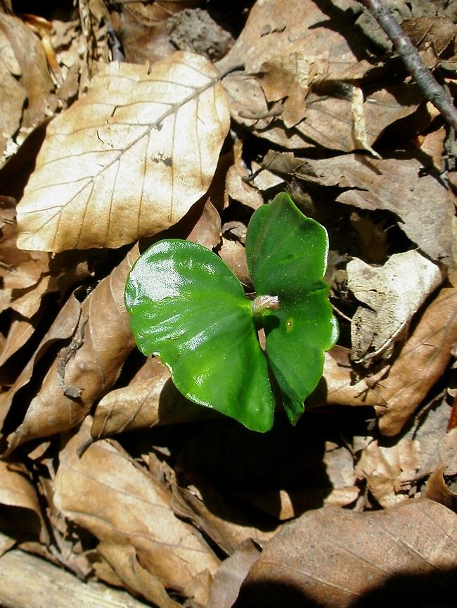 Common Beech seedling  Bulgaria,European Beech,Fagus sylvatica