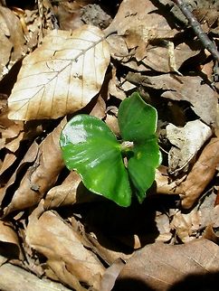 Common Beech seedling  Bulgaria,European Beech,Fagus sylvatica