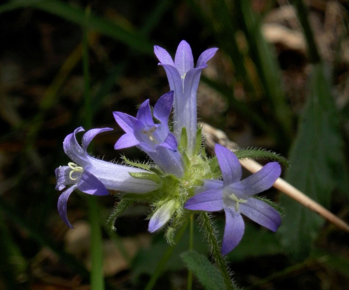 Tongue-shaped bellflower  Bulgaria,Campanula lingulata,Tongue-shaped bellflower