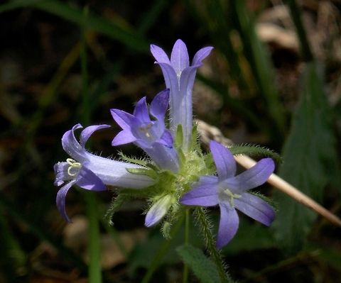 Tongue-shaped bellflower  Bulgaria,Campanula lingulata,Tongue-shaped bellflower
