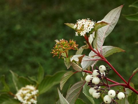 Siberian Dogwood  Bulgaria,Cornus alba,Siberian Dogwood