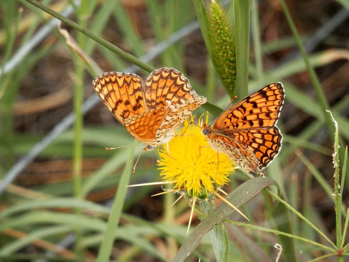 Knapweed Fritillary  Bulgaria,Melitaea phoebe